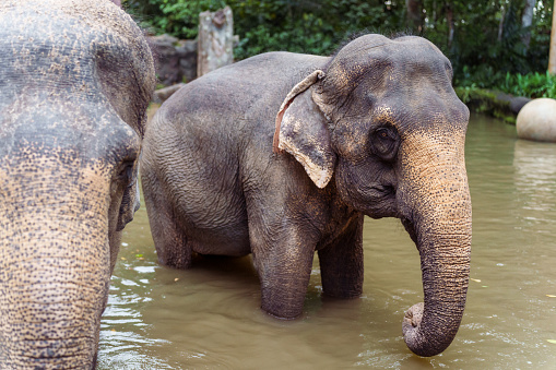 Two elephants wade in the water in their habitat at the zoo.