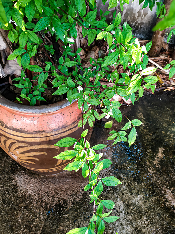 Vertical image of a Moke tree growing in a large pot in the backyard, which has medicinal properties and a fresh scent, Wrightia religiosa, APOCYNACEAE.