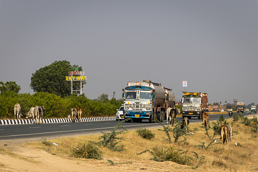bulls many crossing national highway with truck passing by at day from flat angle image is taken at jodhpur udaipur national highway rajasthan india On Nov 23 2023.