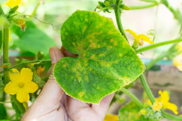 cucumber plant with yellow flowers and leaves affected by cucumber mosaic disease. Inspection of the plant.