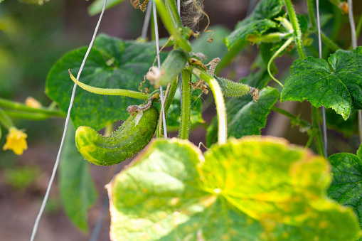 Diseases of cucumbers. Wrinkled, hook-shaped, diseased cucumber fruits grow on a branch. Spraying plants against diseases and parasites.