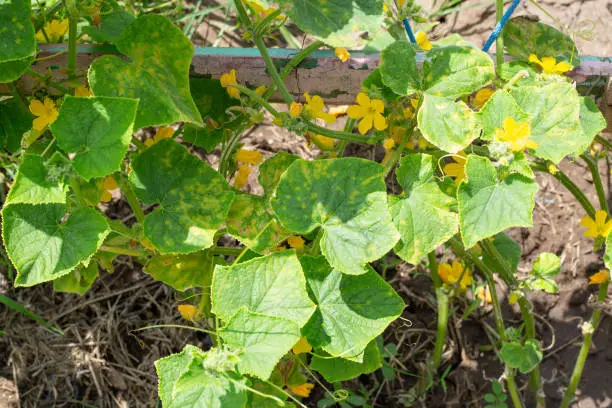 bushes of a cucumber plant in the garden with affected leaves and fruits. Cucumber mosaic, an infectious plant disease.