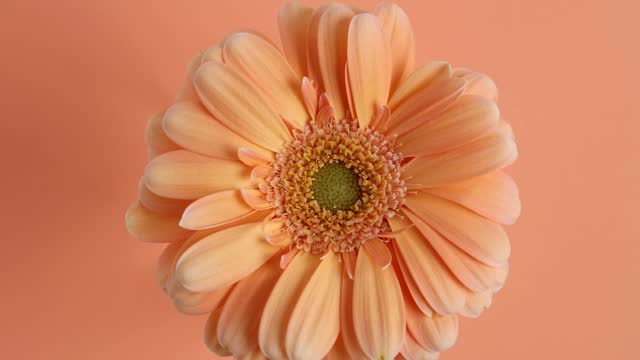 Rotating gerbera flowers, orange background.