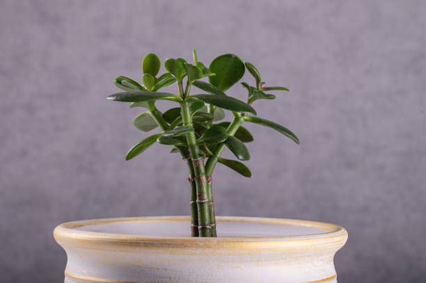 istock Succulent houseplant Crassula ovata in a pot. 2034595595