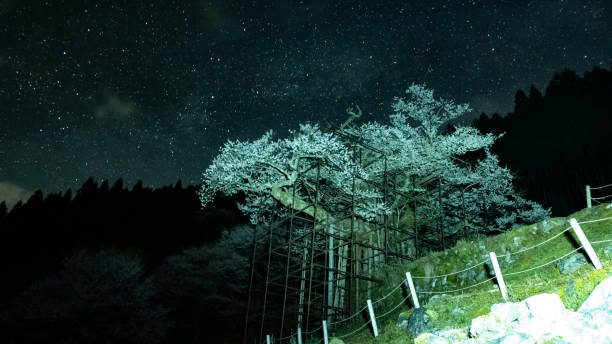 istock Cherry blossoms and the Milky Way 2034602274