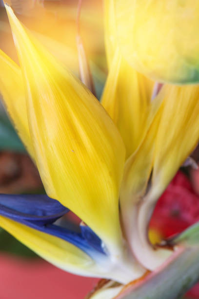 The bird of paradise flower-Stock image.