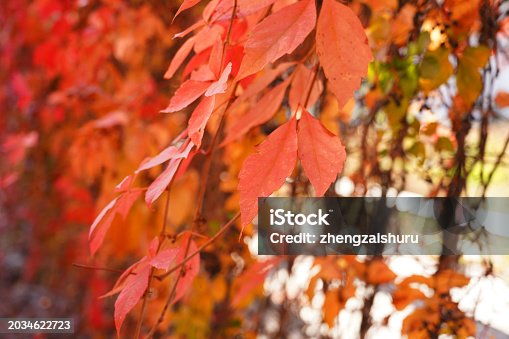 Autumn Parthenocissus tricuspidata, leaves are red