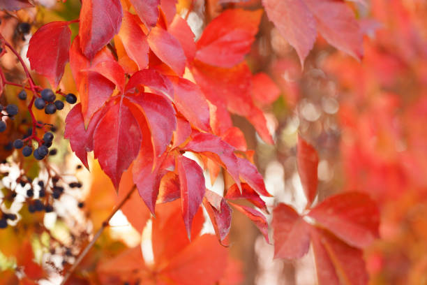 Autumn Parthenocissus tricuspidata, leaves are red Autumn beautiful Parthenocissus tricuspidata, The leaves are all red parthenocissus stock pictures, royalty-free photos & images