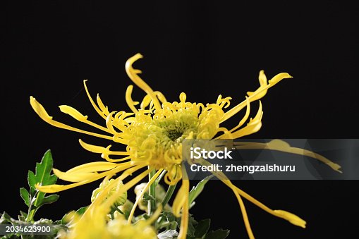 Autumn, chrysanthemums are opening