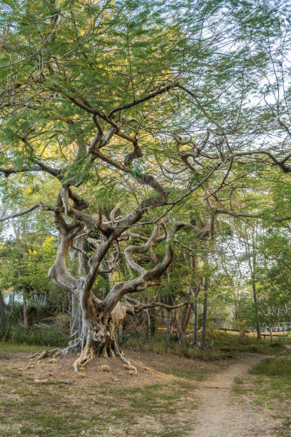 길을 따라 늙고 비틀린 구불구불한 나무 - leaf plant twisty twisted 뉴스 사진 이미지