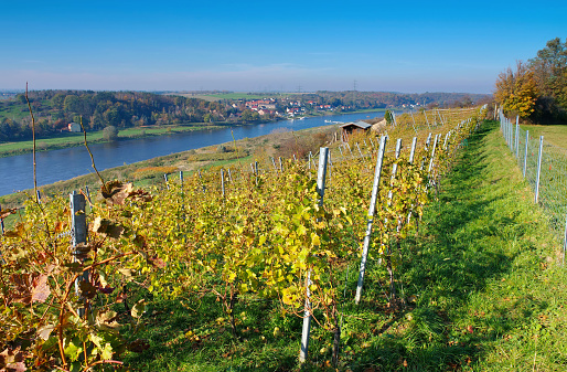 view over autumn vineyards near the river Elbe in Saxony, Germany