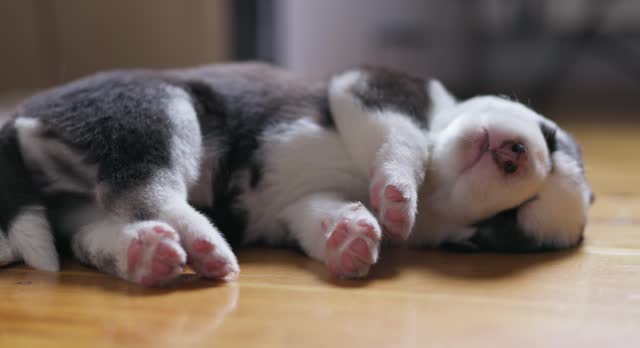 Sleeping black and white puppy on wooden floor