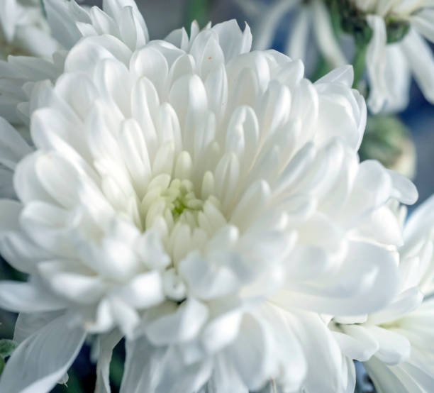 istock delicate white chrysanthemum flowers on a blurred background 2034680506