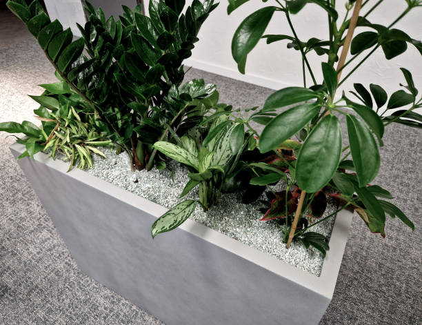 istock planting indoor plants in pots. hydroponic system with watering indicator with float. zeolite substrate is suitable for indoor plants, as pathogens and insects do not multiply in it 2034682596
