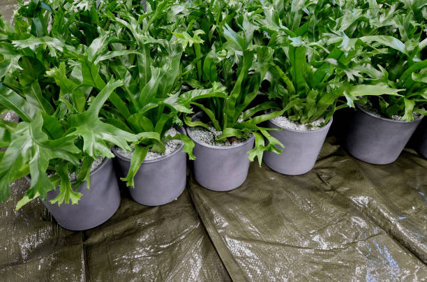 istock planting indoor plants in pots. hydroponic system with watering indicator with float. zeolite substrate is suitable for indoor plants, as pathogens and insects do not multiply in it 2034684749