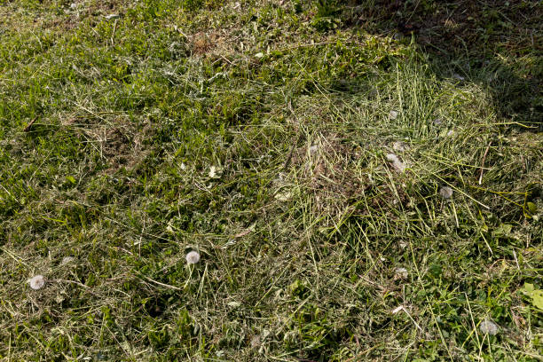 istock mown grass in the spring season, mowing grass 2034688878