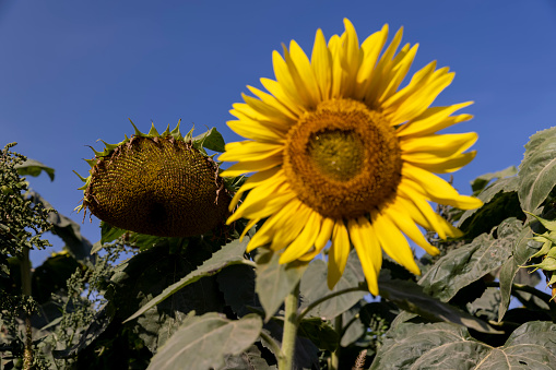 fading sunflowers in the summer, blooming at the end of flowering sunflowers in the summer in the field
