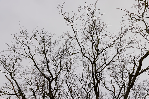 an old oak tree in winter during a snowfall, falling snow in a field with a lone oak tree without foliage