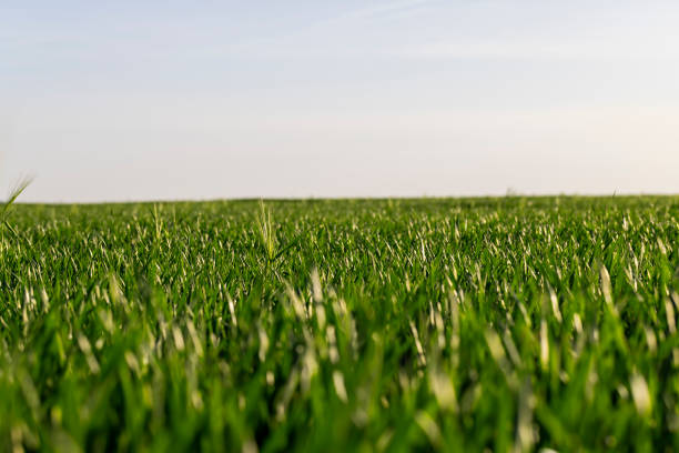 green young wheat in the field in the spring, a large number of green wheat sprouts in the spring season