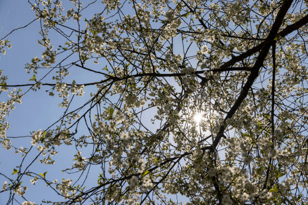 Spring Equinox May Flowers Womens - Free photo on Pixabay