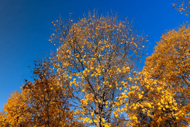 autumn park with colorful maple trees in sunny weather, beautiful yellow leaves on maples in the autumn season