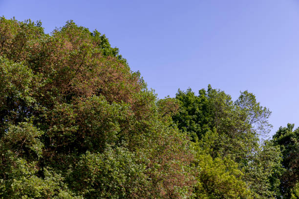 a maple tree with green foliage in the spring season , green foliage on a maple tree on a sunny day