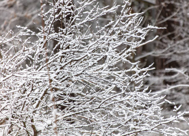 istock Trees covered with snow in the forest in winter 2034705505