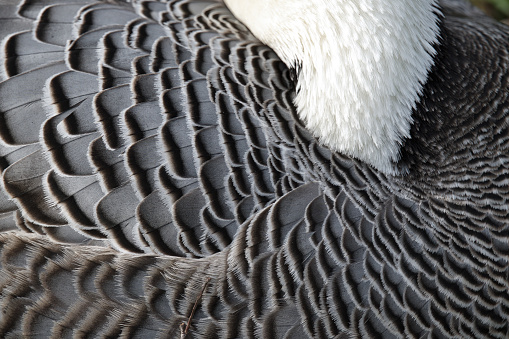 Emperor goose, plumage closeup