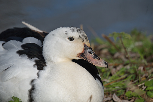 Magpie duck, head closeup