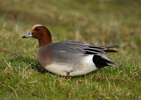 Wigeon duck, male
