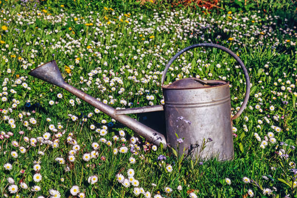 istock Blooming daisy flowers with a watering can at spring 2034723252