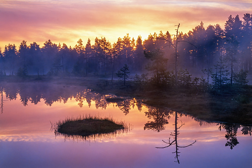Sunrise at a forest lake with reflections in the water