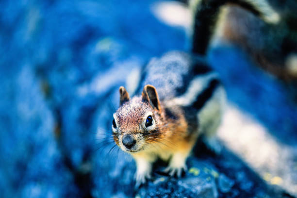 Cute Golden-mantled ground squirrel looking up