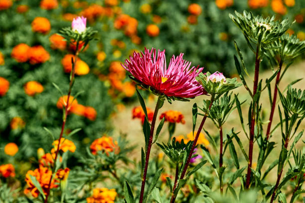 a plant of the daisy family that has bright rayed flowers, typically of purple or pink
