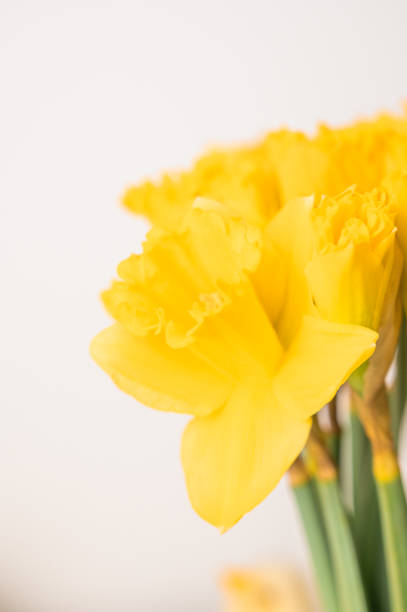 Spring greetings banner with yellow flowers on white background. High quality photo