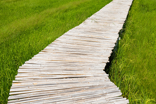 Bamboo footpath walkway to jasmine rice farm at harvest in Thailand