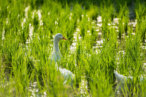 White ducks on swamp to feed  green grass at sunset with reflection on water