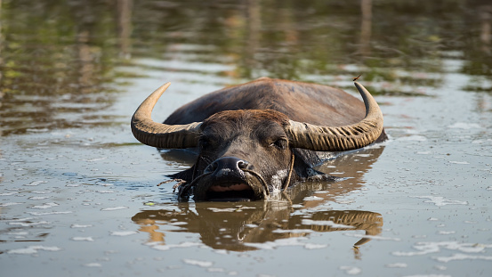 Closeup Thai water buffalo float and swim on swamp with reflection at buffalo village, Suphanburi, Thailand. Farm animal in park. Agriculture and food industry concept