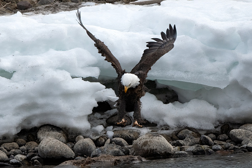 Bald Eagle flying off snow to carcass in water of the Yellowstone River in Montana in western USA of North America. Nearest cities are Gardiner, Livingston, Bozeman and Billings, Montana, Salt Lake City, Utah, and Denver, Colorado.