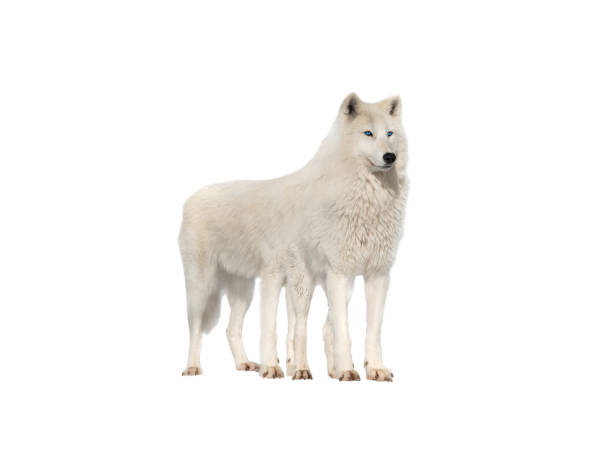 istock fairy tale wolf character with eight legs isolated on white background 2034744993