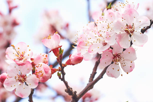istock Beautiful pink delicate tender spring flowers against the blue sky. 2034747138