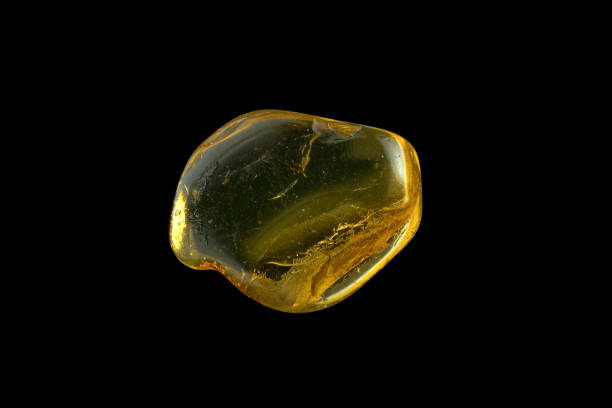 istock Baltic amber, insect fossils in 2034759172