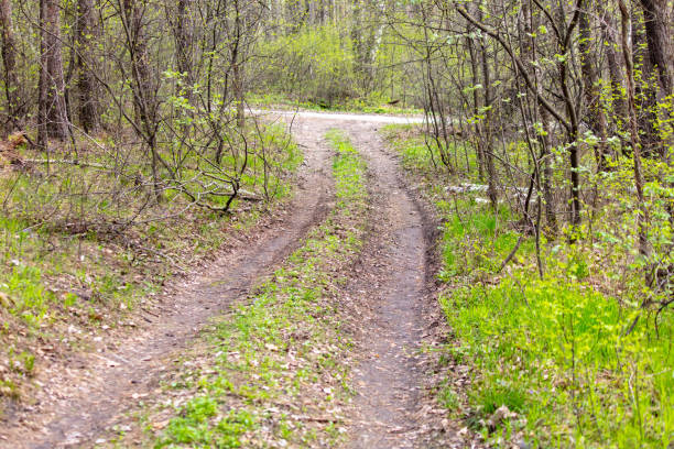 Dirt road in the forest in spring.