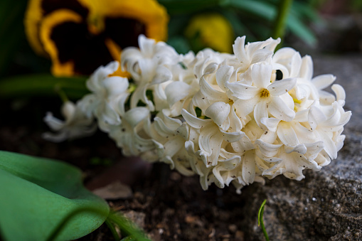 Close-up of white blooming flower of Hyacinthus orientalis.