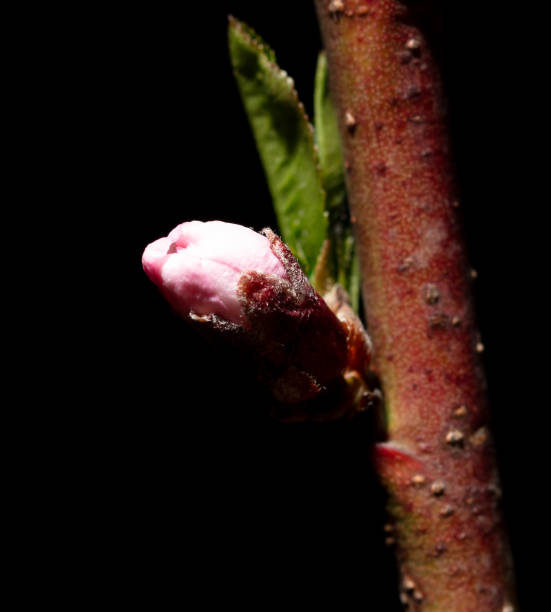 Blossom bud in springtime