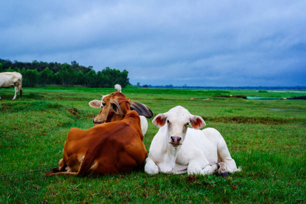 istock nature in countryside 2034768517