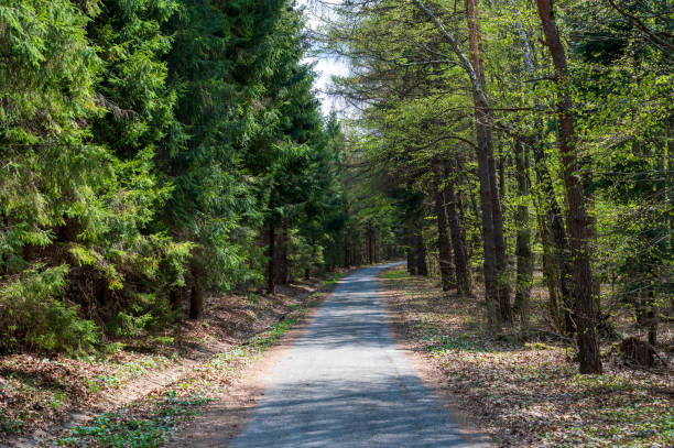istock Narrow asphalt road in a dense forest. 2034770665
