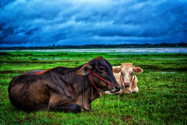 nature in countryside