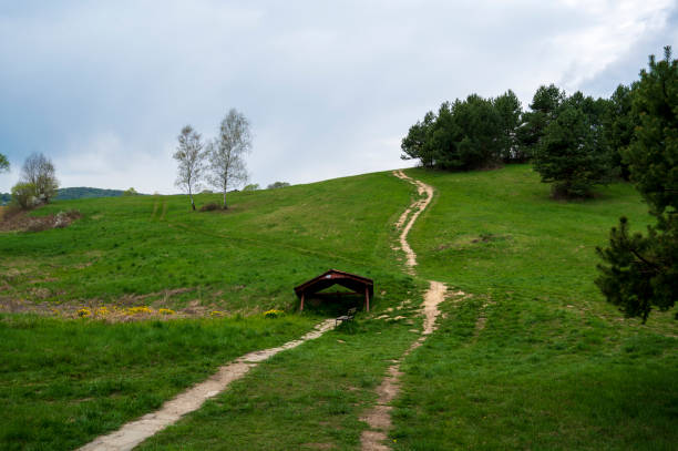 Green meadow on hill with canopy, path and trees.