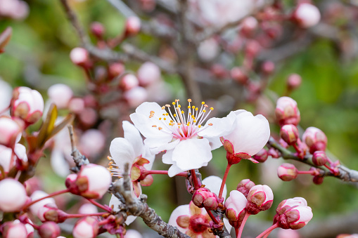 Garden plum blossoms of the variety Prunus Cerasifera
